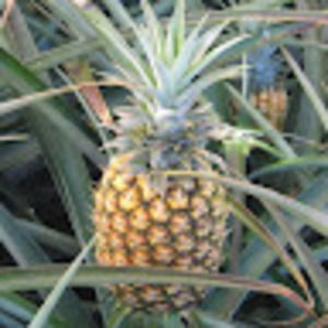 Meet your Posher, Darren